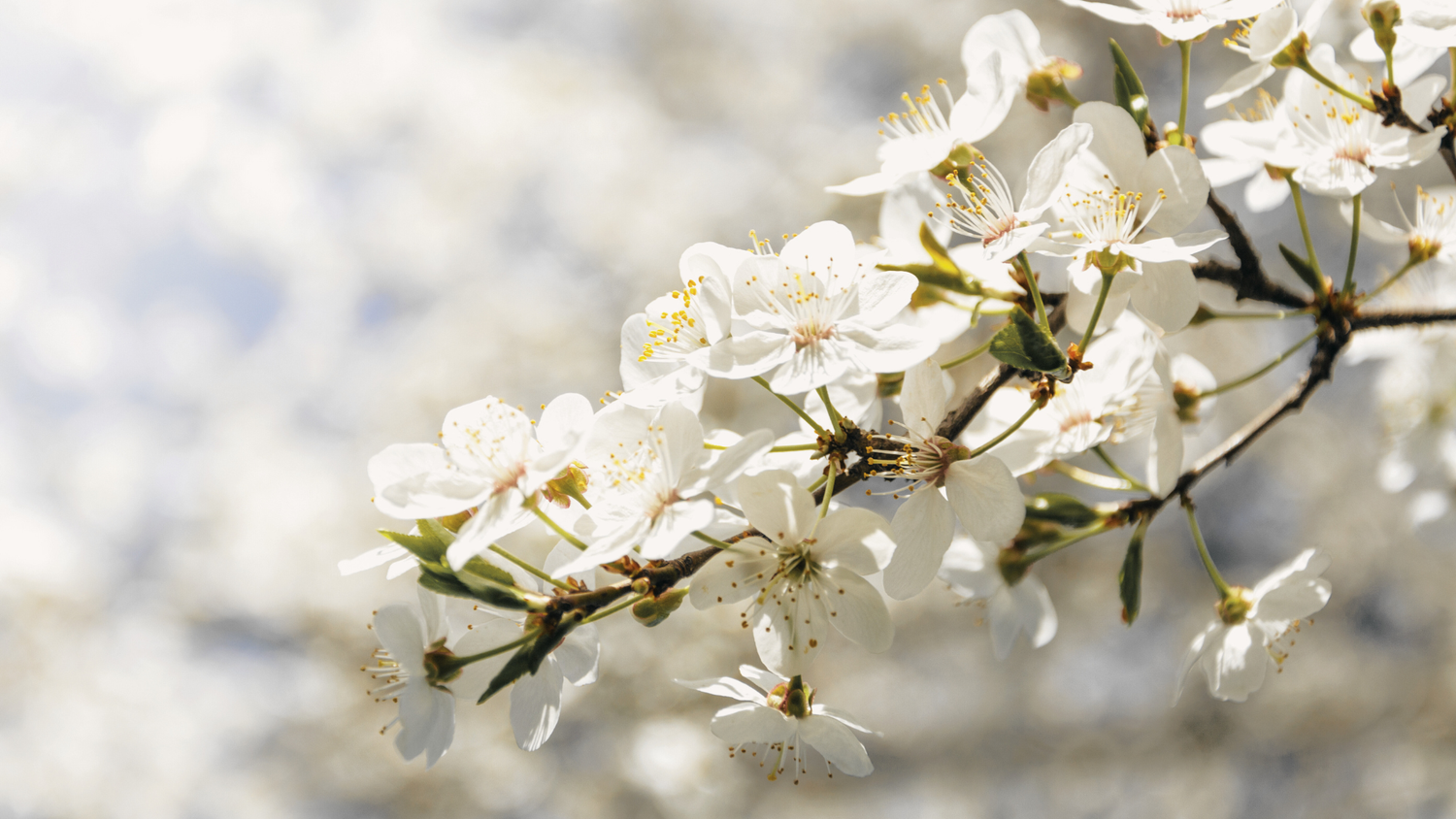 Cherry Blossom Serenade